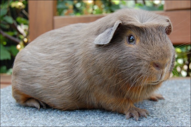 Eragon Villa Cavia - Stammvater aller Slate Blue